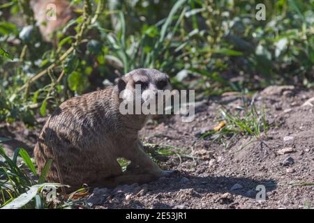 Angry regardant Meerkat sur le sol, avec un peu d'ombre Banque D'Images