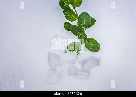 La menthe tire dans la neige sur un fond blanc. Flocons de neige sur les feuilles de menthe. Banque D'Images