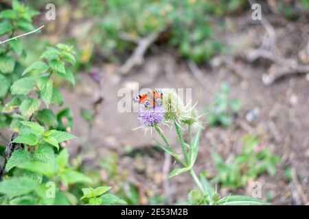 Nymphalini agalis io ou paon papillon sur chardon Banque D'Images