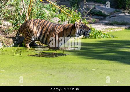 Tigre debout dans l'eau entourée de duckweed commun, regardant vers le haut à côté de la terre, ayant des lentilles d'eau sur lui Banque D'Images