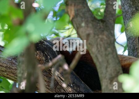 Oreille d'un panda rouge qui fait un peeking à travers la housse dans un arbre de la position de sommeil de l'ailurus fulgens Banque D'Images