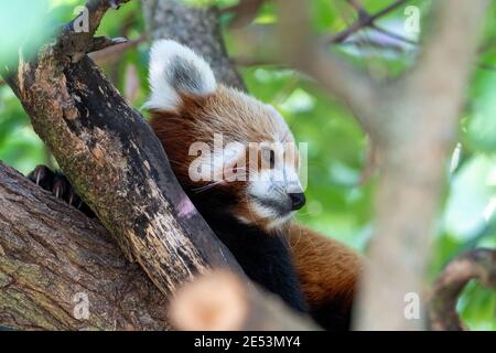 Panda rouge (ailurus fulgens) reposant sur une branche d'arbre Banque D'Images