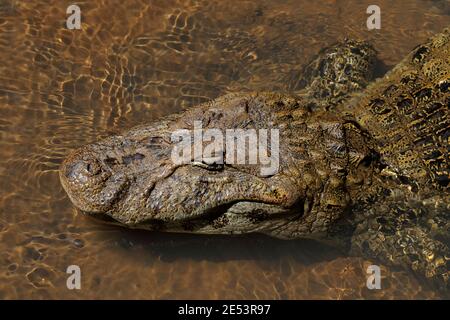 Alligator américain (Alligator mississippiensis), chutes d'Iguaçu, Misiones, Argentine 22 janv. 2016 Banque D'Images