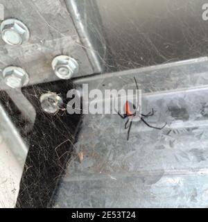 Araignée Redback Australie Banque D'Images