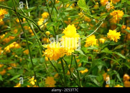 Branche avec des fleurs jaunes et orange sur fond sombre. Clomposition de soleil couleur Kerria japonica. Gros plan. Banque D'Images