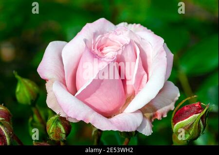 Floribunda rose 'Octavia Hill' (rosa) plante arbustive à fleurs d'été avec une fleur double rose d'été de juin à septembre, image de stock photo Banque D'Images