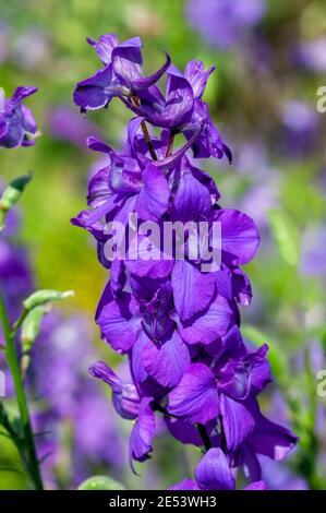 Consolia regalis var paniculatum plante à fleurs d'été avec une fleur bleu violet d'été communément connue sous le nom de larkspur, image de stock photo Banque D'Images