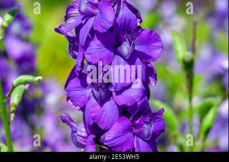 Consolia regalis var paniculatum plante à fleurs d'été avec une fleur bleu violet d'été communément connue sous le nom de larkspur, image de stock photo Banque D'Images