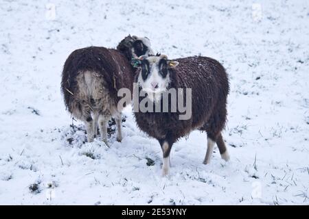 Les agneaux Shetland sont noirs avec des visages blancs et des yeux noirs sur un pâturage recouvert d'une neige légère couvrant en hiver, Berkshire, janvier Banque D'Images