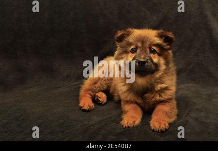 portrait mignon chiot de chow-chow rouge sur fond marron, pelage rouge, langue pourpre, mensonges et looks, merveilleux ami de famille, yeux noirs Banque D'Images