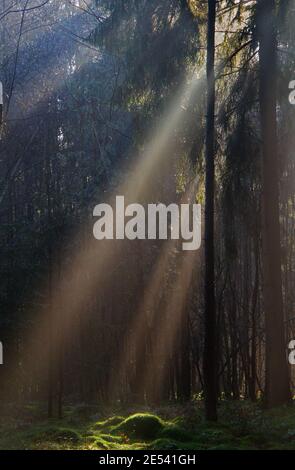 Rayons de soleil dans une forêt le matin brumeux en hiver, un paysage de fées Banque D'Images