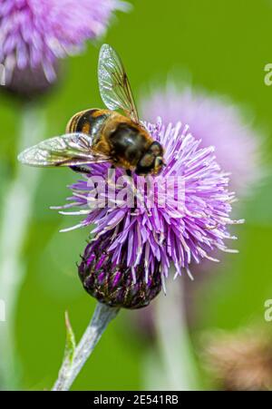 Abeille collectant le nectar sur un chardon Banque D'Images
