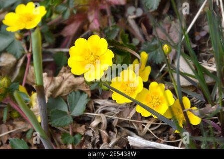 Ranunculus repens des fleurs ou des buttercup rampant qui poussent dans une forêt Banque D'Images