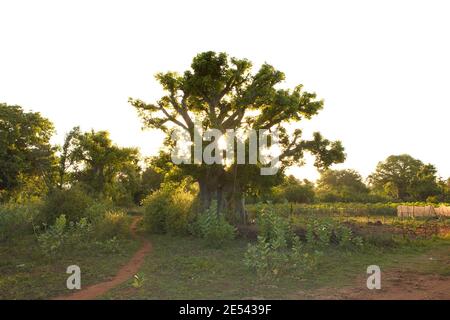 Baobab au coucher du soleil, scène rurale, paysage de campagne africaine. Silhouette du baobab et autre végétation verte, sol rouge, sentier. Banque D'Images