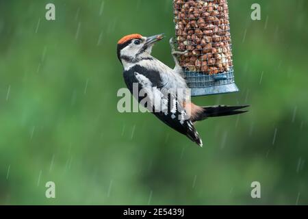 Jeune grand pic à pois (Dendrocopos Major) sur un convoyeur d'arachides sous la pluie, Northumberland, Royaume-Uni Banque D'Images