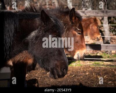 Gros plan de deux poneys et d'une mule dormant lors d'une belle journée d'hiver. Banque D'Images