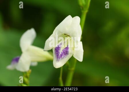 Violet chinois (Asystasia gangetica) Banque D'Images