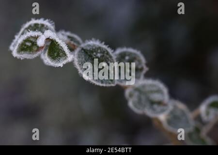 Macro de feuilles de Hawthorn recouvertes de gel d'hiver glacé Banque D'Images