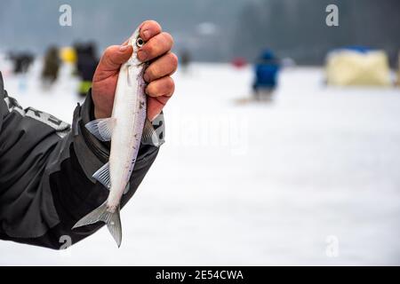 Pêcheur pêchant sur un lac gelé en hiver montrant un poisson coregonus albula, connu sous le nom de vendace ou de cisco européen, blanc d'eau douce Banque D'Images