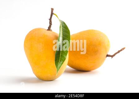 Roi des fruits; duo de fruits mango jaune Alphonso avec tiges et feuille verte isolée sur fond blanc Banque D'Images