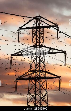 Starling roost sur pylône, Sturnus vulgaris, en hiver au crépuscule, Gretna, Ecosse, Royaume-Uni Banque D'Images