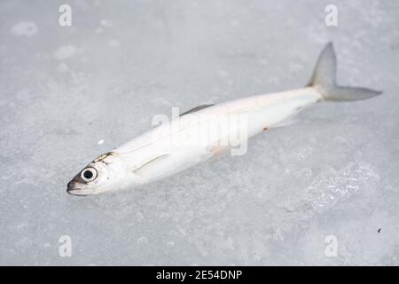 Poisson coregonus albula, connu sous le nom de vendace ou de cisco européen, corégone d'eau douce sur la glace, pêche sur un lac gelé, de près Banque D'Images