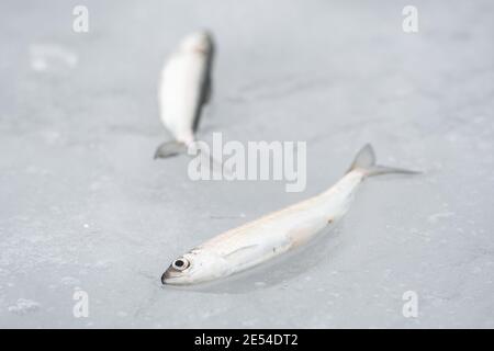 Poisson coregonus albula, connu sous le nom de vendace ou de cisco européen, corégone d'eau douce sur la glace, pêche sur un lac gelé, de près Banque D'Images