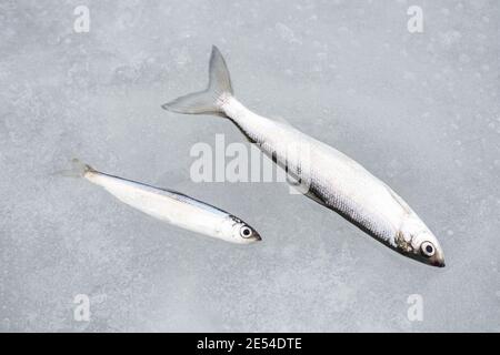 Poisson coregonus albula, connu sous le nom de vendace ou de cisco européen, corégone d'eau douce sur la glace, pêche sur un lac gelé, de près Banque D'Images