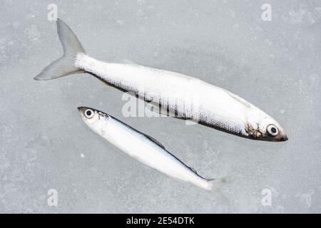 Poisson coregonus albula, connu sous le nom de vendace ou de cisco européen, corégone d'eau douce sur la glace, pêche sur un lac gelé, de près Banque D'Images