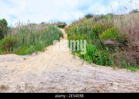 Dune de sable avec herbe . Végétation non cultivée sur la plage Banque D'Images