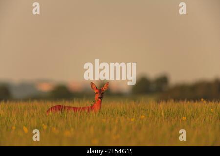 Cerf de Virginie dans leur habitat naturel. Banque D'Images