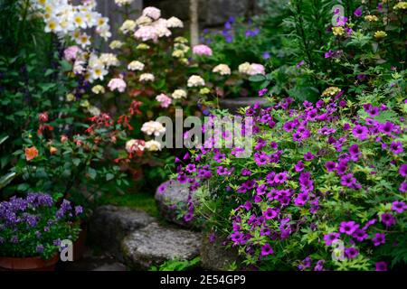 Géranium anne thomson,Hydrangea preziosa,lilium regale,lis regale,hortensias et lys,fleurs blanches roses,floraison combinaison, mixte de plantation Banque D'Images