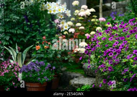 Géranium anne thomson,Hydrangea preziosa,lilium regale,lis regale,agave mediopicta aurea,hortensias et nénuphars,rose fleurs blanches, fleurs combinati Banque D'Images