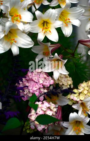 Hydrangea preziosa,lilium regale,lilis regale,hortensias et nénuphars,fleurs blanches roses,combinaison florale,plantation mixte Combinaison, Hydrangea serra Banque D'Images