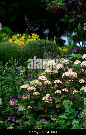 Hydrangea preziosa,lilium,Lily,géranium anne thomson,hortensias et nénuphars,fleurs blanches roses,combinaison florale,plantation mixte Combinaison, Hydrag Banque D'Images