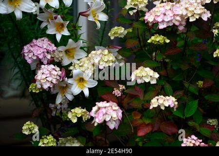 Hydrangea preziosa,lilium regale,lilis regale,hortensias et nénuphars,fleurs blanches roses,combinaison florale,plantation mixte Combinaison, Hydrangea serra Banque D'Images