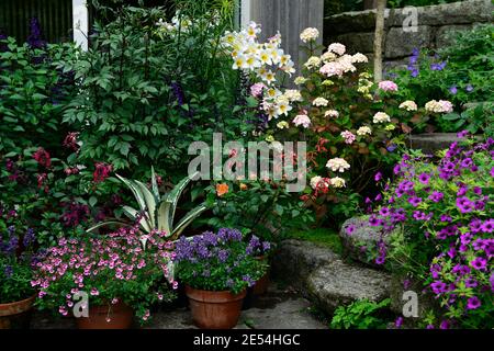 Hydrangea preziosa,lilium regale,lis regale,géranium anne thomson,agave mediopicta aurea,nemesia,hortensias et lys,rose fleurs blanches, floraison c Banque D'Images