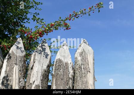 Reconstruction des limes Palisade avec la branche Roseship à Obertiefenbach / Taunus Banque D'Images