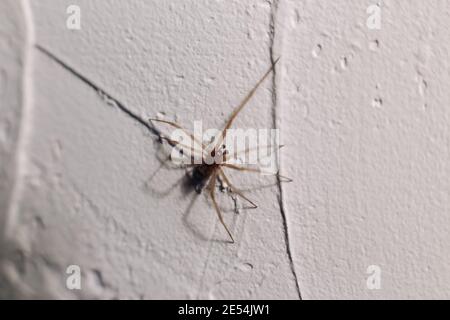 Araignée craque sur un mur blanc dans une maison Banque D'Images