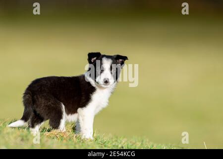 Border Collie pup, âgé de huit semaines, jouant sur le terrain. North Yorkshire, Royaume-Uni. Banque D'Images
