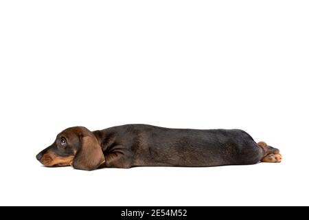 un matchshund noir et fil brun clair se trouve devant le chiot un arrière-plan blanc Banque D'Images