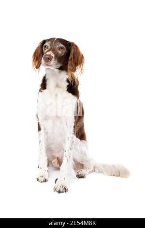 Chien de race mixte devant un fond blanc. Mélanger le petit munsterlander et le chien de Partridge hollandais Banque D'Images