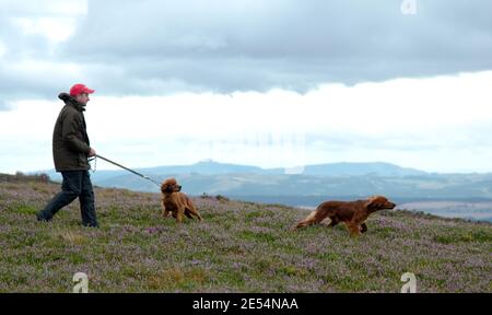 Grouse tire-paille avec ses chiens sur la lande, en Écosse. Banque D'Images