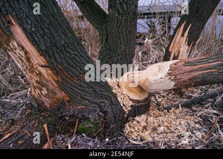 Trunks d'arbre qui a été rongé par le castor européen (fibre de Castor), Hongrie, Nagyteveli - to Banque D'Images