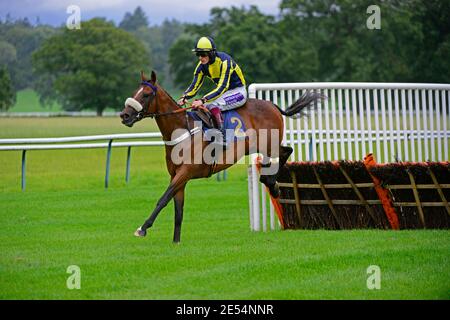 L'ÉCOSSE Perth -- 16 Aug 2014 -- NE JAMAIS JAMAIS roulé par Sam Twiston-Davies dans le 4:05 courses de Perth en Ecosse -- Photo par Keith Ringlandl/Atlas Pho Banque D'Images