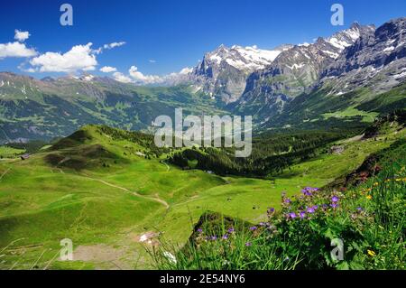L'été dans les Alpes bernoises, en regardant vers Grindelwald dans la vallée plus le Wetterhorn et Schreckhorn. Banque D'Images