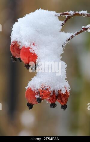 Rosa glauca dans le jardin d'hiver Banque D'Images