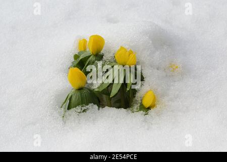 Les aconites d'hiver (Eranthis hyemalis) dans un jardin couvert de neige, Eastcombe, Gloucestershire, Angleterre, Royaume-Uni Banque D'Images