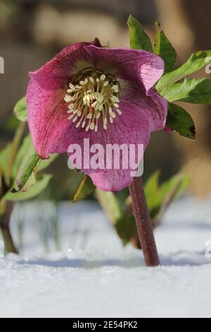 Helleborus orientalis (hellebore fleuri d'hiver) dans un jardin d'hiver Banque D'Images