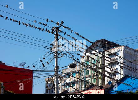 Une communauté d'oiseaux s'est alignée sur des lignes électriques lors d'une réunion de communication sociale à Yangon, au Myanmar. Banque D'Images